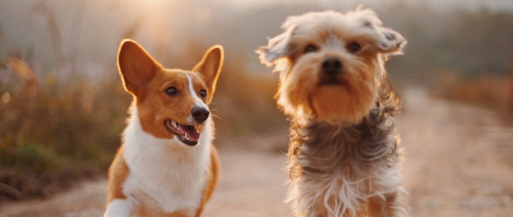 Sauvetage de chien