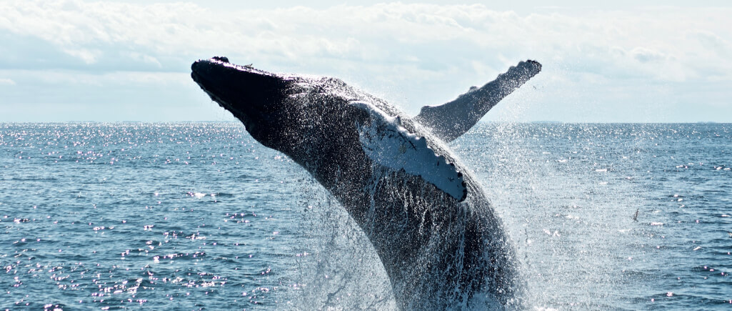 Avistamiento de ballenas